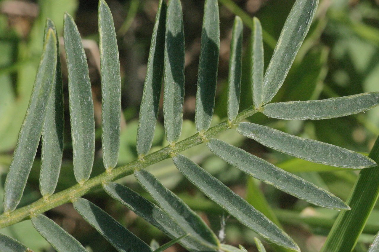 astragalus root