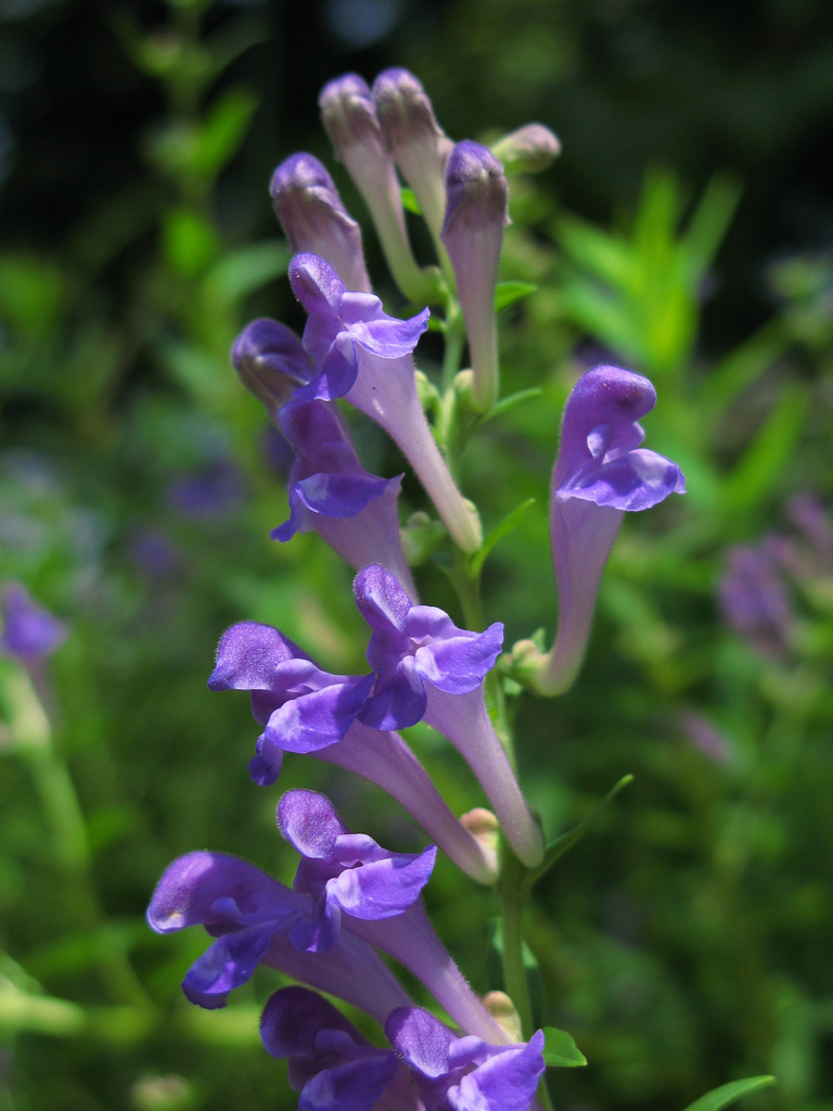 skullcap