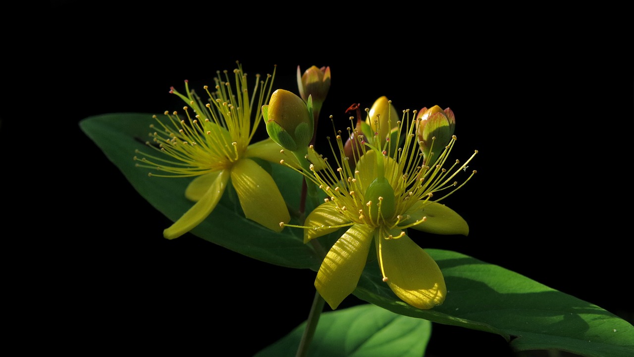 St John's Wort