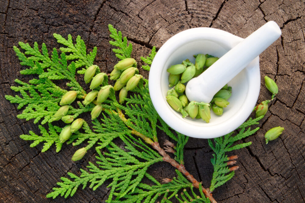 Thuja occidentalis: The Best Homeopathic Single for Detoxification? -  EnergiquePro