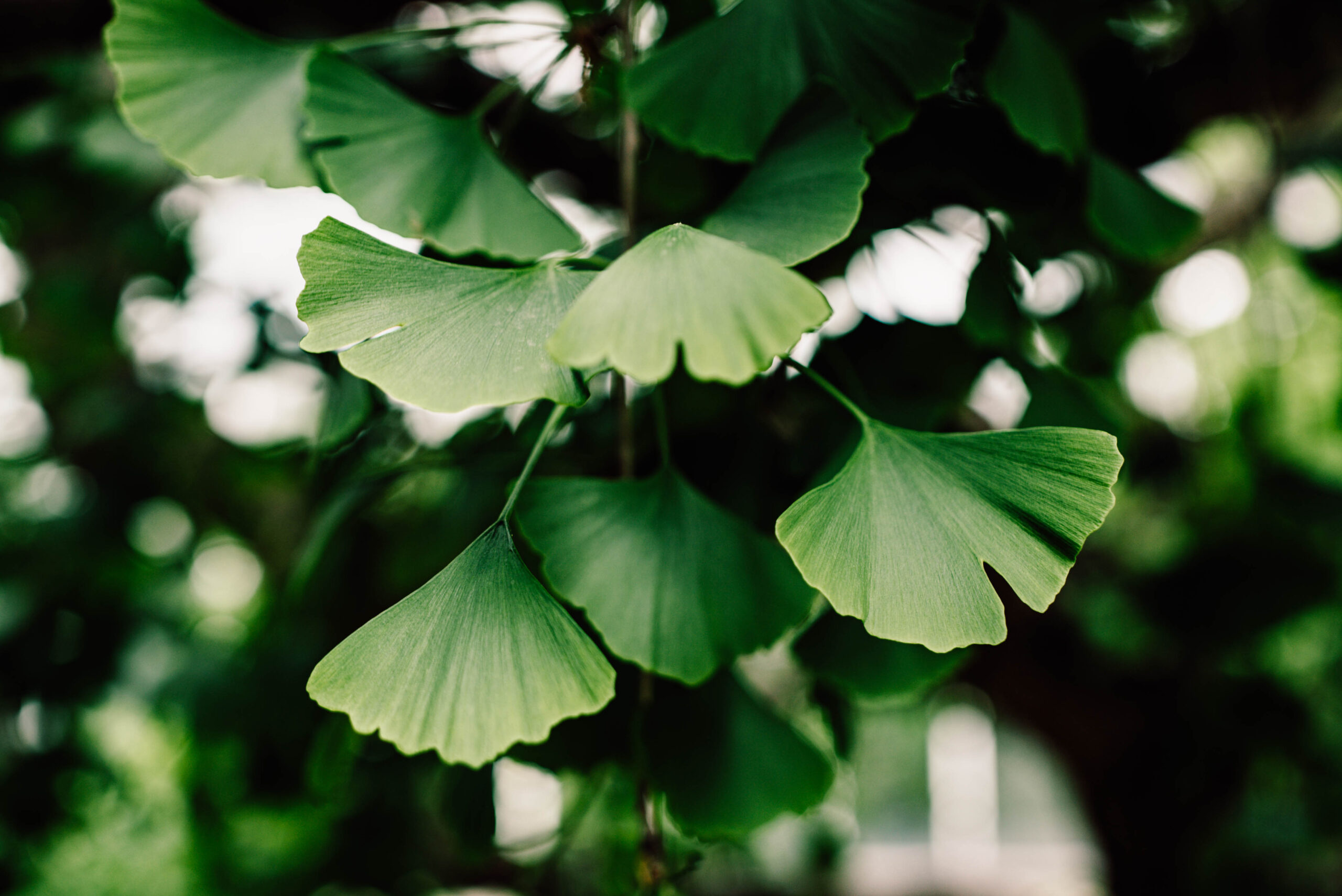 Green ginkgo leaves
